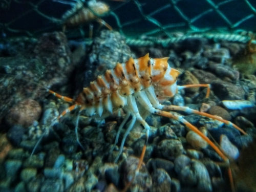 Acanthogammarus