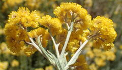 Helichrysum splendidum