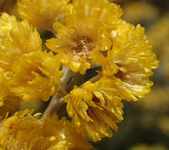 Helichrysum splendidum