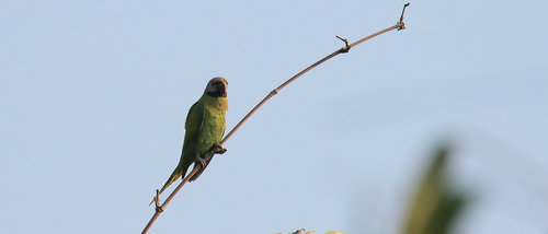 Nicobar Parakeet