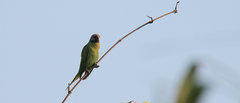 Nicobar Parakeet photo 2