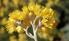 Helichrysum splendidum