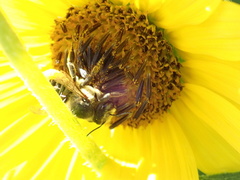 Megachile parallela