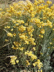 Helichrysum splendidum