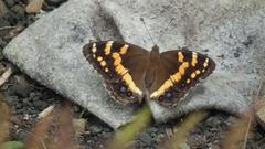 Aeropetes tulbaghia