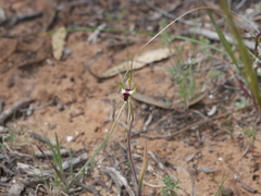 Caladenia septuosa