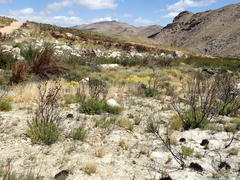 Helichrysum splendidum
