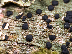 Tephromelataceae