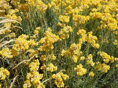 Helichrysum splendidum