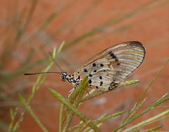 Acraea axina