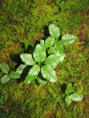 Orthilia secunda