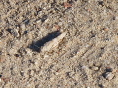Sphingonotus azurescens
