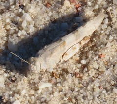 Sphingonotus azurescens
