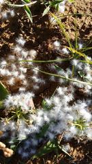 Eriospermum corymbosum