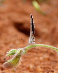 Freyeria trochylus