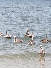 Pelecanus occidentalis