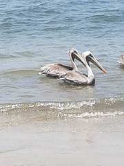 Pelecanus occidentalis