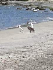 Pelecanus occidentalis