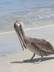 Pelecanus occidentalis