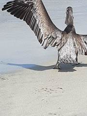 Pelecanus occidentalis