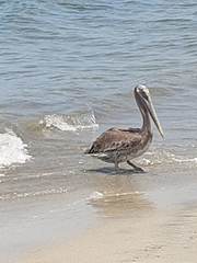 Pelecanus occidentalis