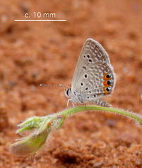 Freyeria trochylus