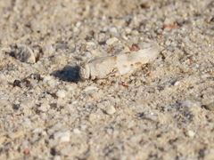 Sphingonotus azurescens