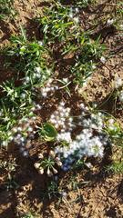 Eriospermum corymbosum