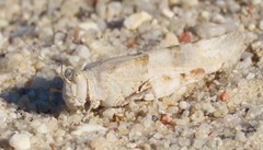 Sphingonotus azurescens