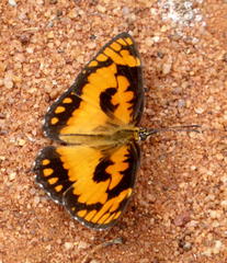 Byblia anvatara acheloia
