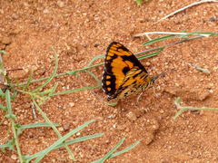 Byblia anvatara acheloia