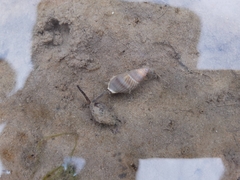 Nassarius foveolatus