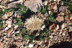 Jurinea moschus pinnatisecta