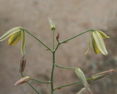 Albuca bakeri