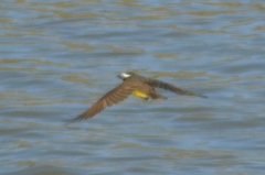 Pitangus sulphuratus