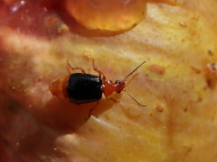 Lebia marginata