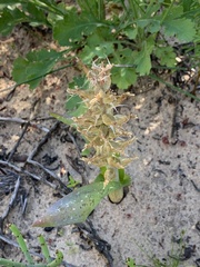 Lachenalia variegata