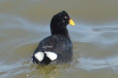 Fulica rufifrons