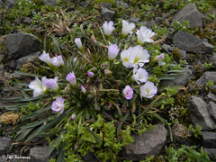 Calandrinia affinis