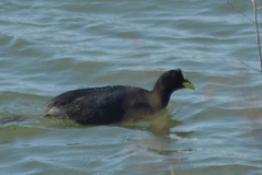 Fulica armillata