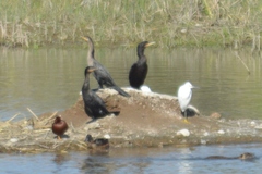 Egretta thula