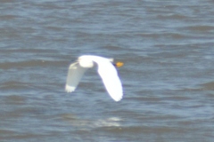 Egretta thula