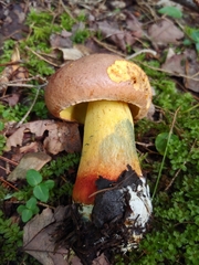 Butyriboletus brunneus