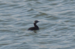 Podilymbus podiceps