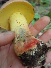 Butyriboletus brunneus