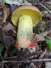 Butyriboletus brunneus