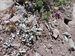 Calceolaria arachnoidea