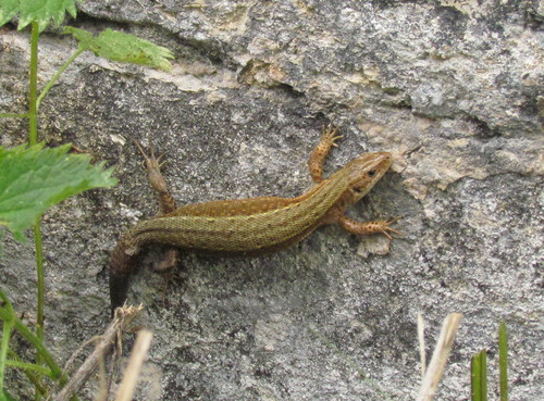 Viviparous Lizard, 6321 Wijlre, Netherlands, photo 6 of 10
