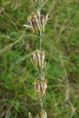 Silene multiflora