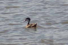 Anas bahamensis